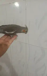 جفت عروس هلندی سخنگو