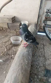 کفتر پلاکی ۵۰۰