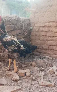 مرغ خروس لاری