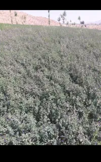 فروش علف یونجه