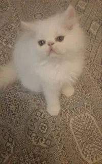 گربه پرشین اسکاتیش ردپونت