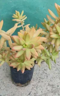 انواع کاکتوس ساکولنت و گل های آپارتمانی