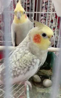 دو پرنده نر و ماده