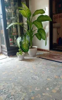 گل دیفن باخیا طبیعی
