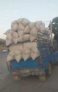 جاشیر