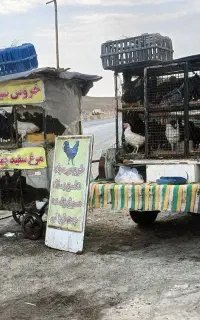 خروس سیاه دفع بلا مرغ سفید جهت قربونی