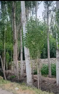 خرید و برش چوب