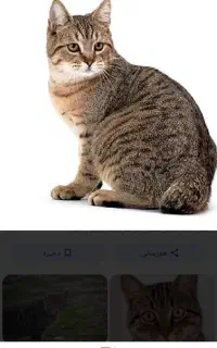گربه ناز خ‌شگل برای واگذاری