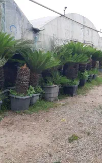 سیکاس بزرگ،گلدانی ریشه پرس