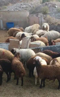 فروش گوسفند زنده (ارکح)نذریات ومصارف