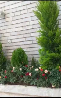 خدمات باغبانی تعویض خاک گلدان درتمام نقات تهران