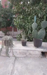 کاکتوس