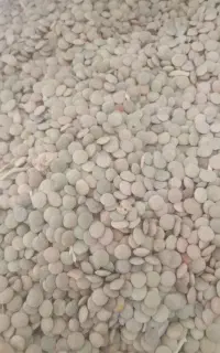 ۶۰۰کیلو عدس سبز در شت بفروش  میرسد