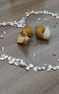 فروش ویژه حلزون و خاویار