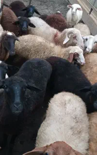 فروش بره و گوسفند نر
