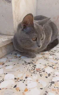 گربه خانگی