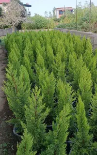 گل های فضای باز