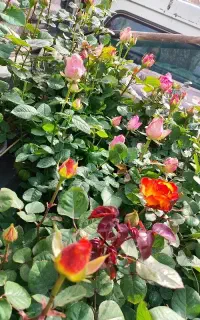 تیلر زنی. باغچه کاری. باغبانی. هرس کاری. نهال