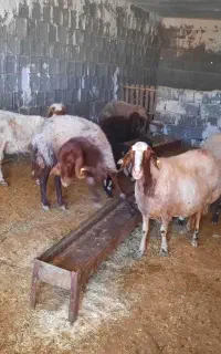 گوسفند. میش وبره