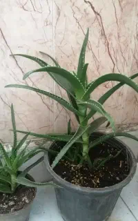 گل شاخ بزی