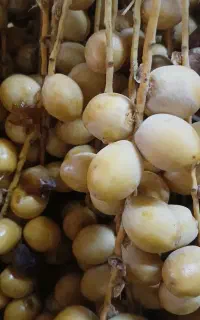 خارک و رطب برحی