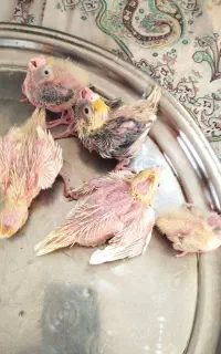 پنج تاعروس هلندی سرلاکی دارم اماده برای دستی شدن