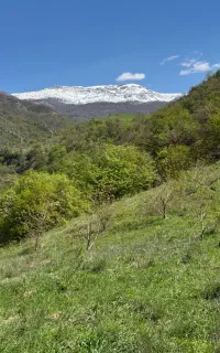 علف خوراک دام