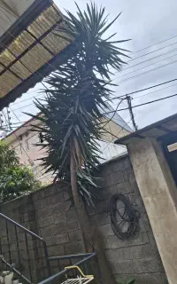 درخت یوکا