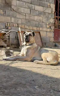 توله سگ ماده۴ماهه میکس سراب وپژدر۱۵