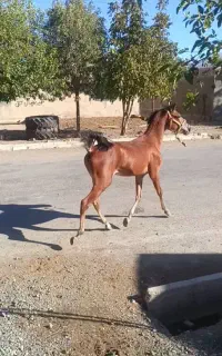 کره اسب نریان  کورد شجره دار.مادیان .شش دانگ