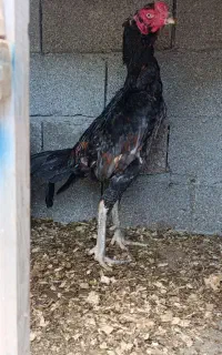خروس مرغ لاری اصل