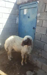 قوچ سفید لری