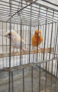قناری موزاییکی