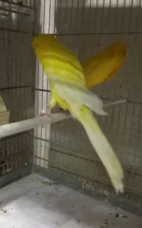 قناری رسمی بلند/موزائیکی/سوخته/ردفکتور