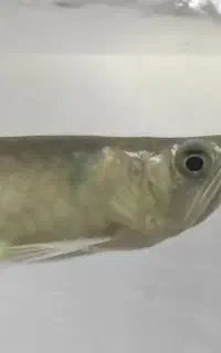 فروش ماهی آکواریوم