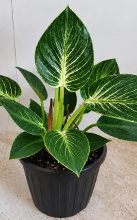 گل برکین پربوته