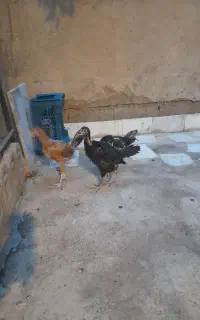 سه عدد جوجه لاری