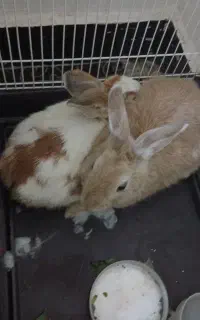 خرگوش