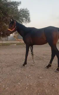 اسب
