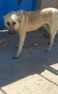 سگ سرابی