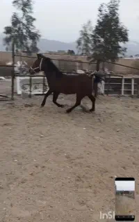 اسب