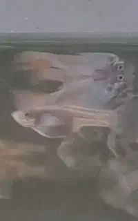 ماهی گوپی