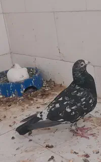 کبوتر