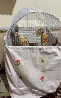گیرینچیک جفت