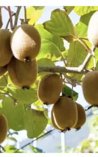 قیم فلزی (گالوانیزه)باغ کیوی
