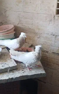سه تا جوانه نر قواره دار