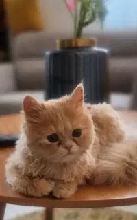 نیازمند گربه نر
