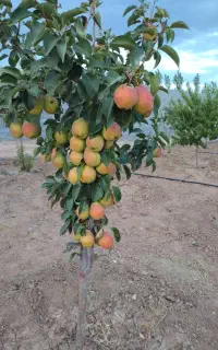 پیوند درختان میوه ترکیبی