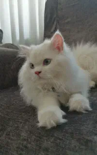 گمشده لطفا اگر پیدا کردین اطلاع بدین