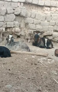 کهره